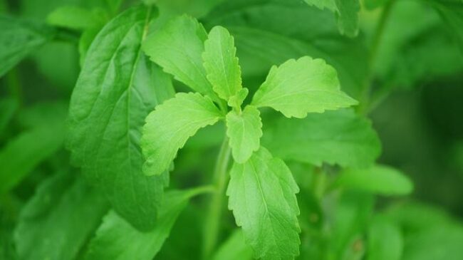 stevia leaves