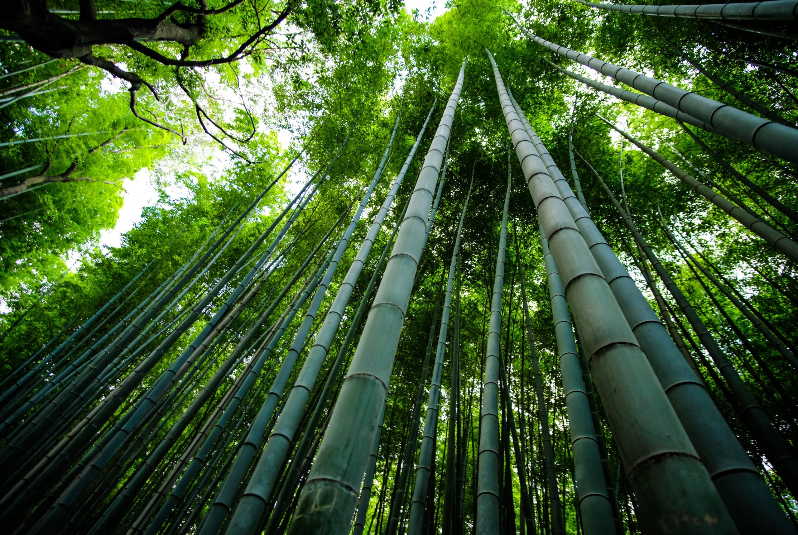 Whitish Bamboo Forest, Surabaya (Hutan Bambu Keputih, Surabaya)